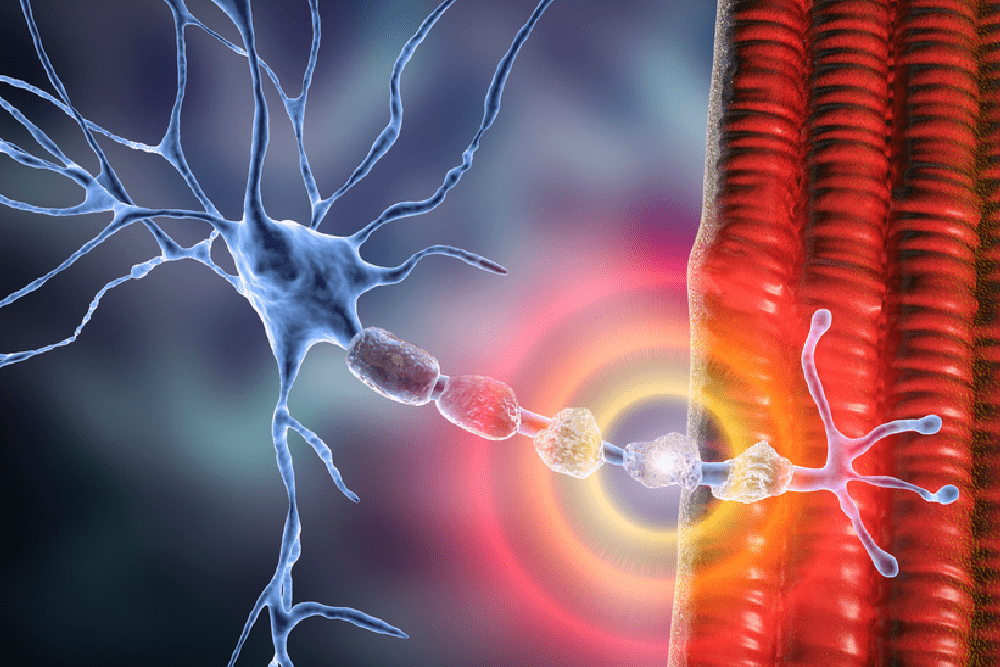 Dra. Sunilda Vassallo 12 (Enfermedades Infecciosas del Sistema Nervioso Central)