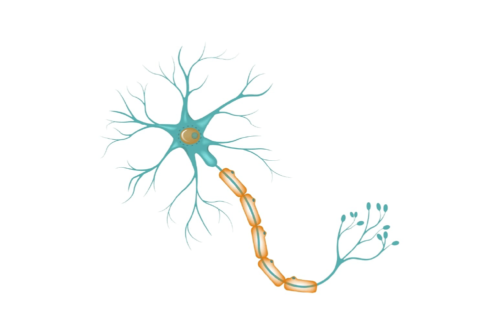 Dra. Sunilda Vassallo 15 (Aplicación de Mielina)